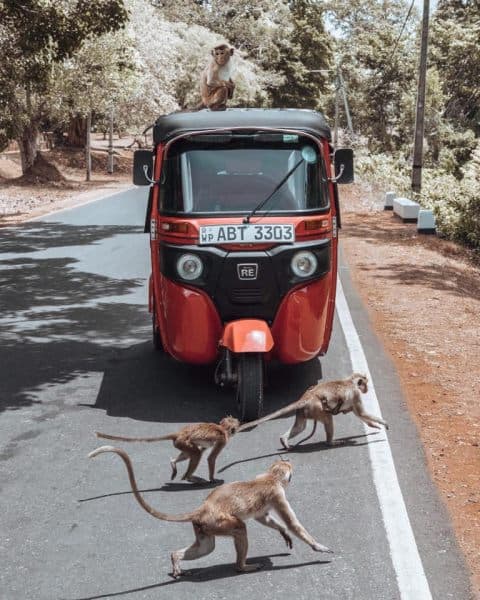 完美的tuk tuk租金