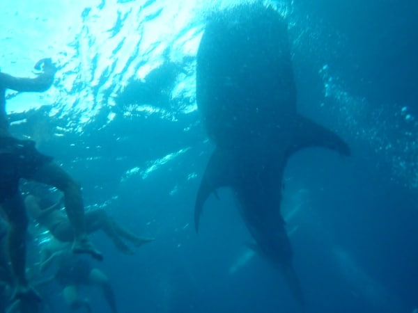 为什么我选择在奥斯洛布（Oslob）和鲸鲨一起游泳