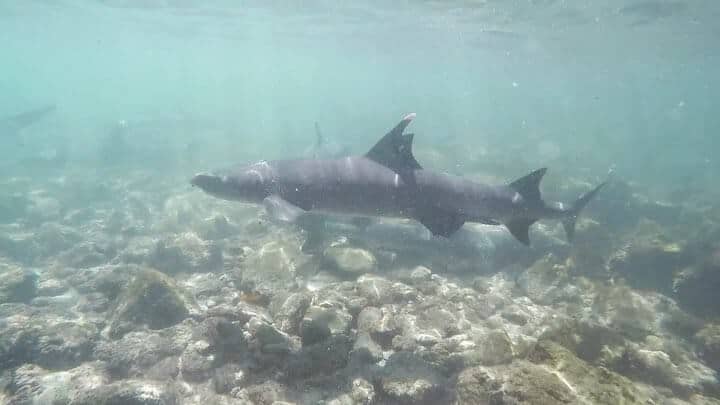 在加拉帕戈斯群岛圣克里斯托瓦尔岛要做的终极指南